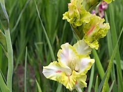 Gladiolu tirdzniecība