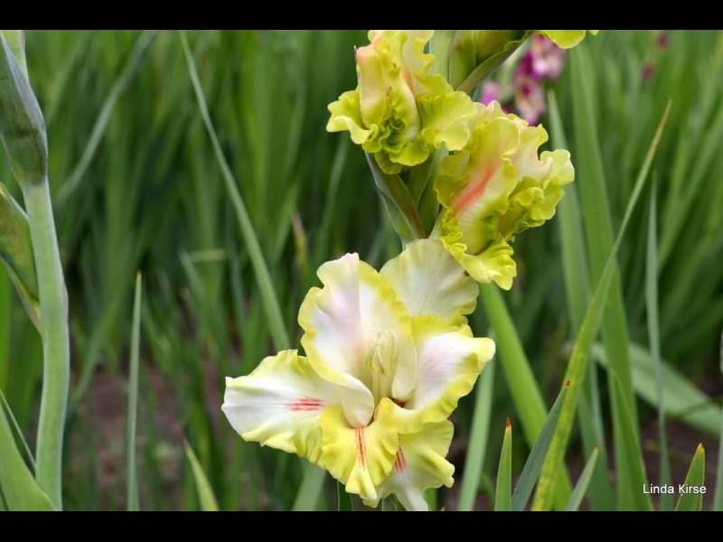 Gladiolu tirdzniecība