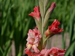 Gladiolas