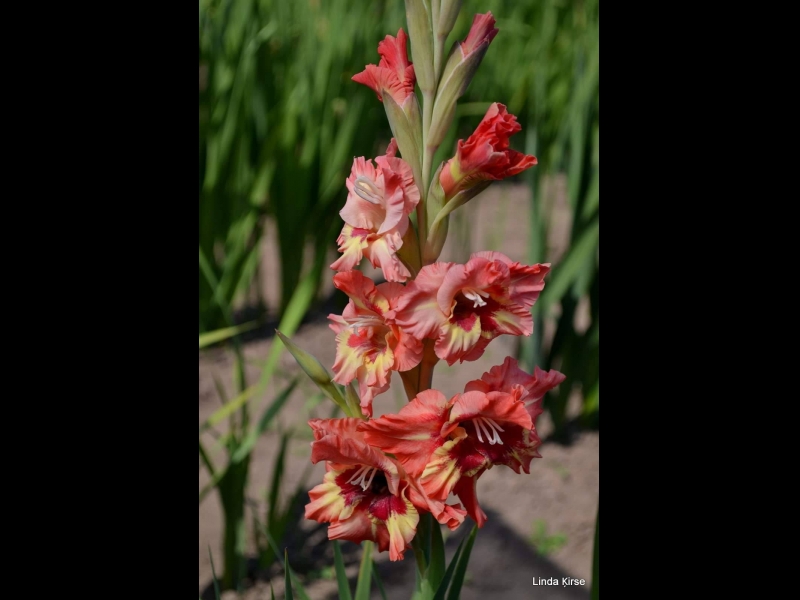 Gladiolas