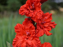 Gladiolas Siguldā