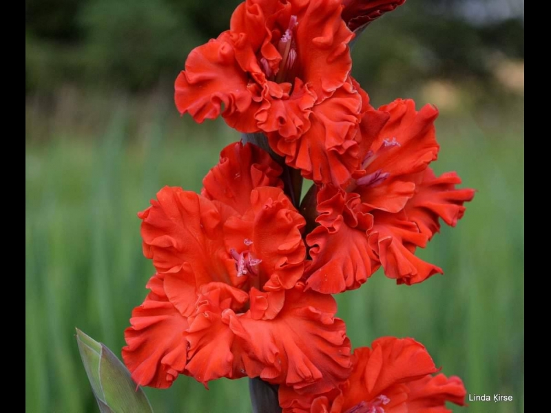 Gladiolas Siguldā