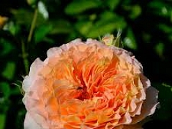 Rozes