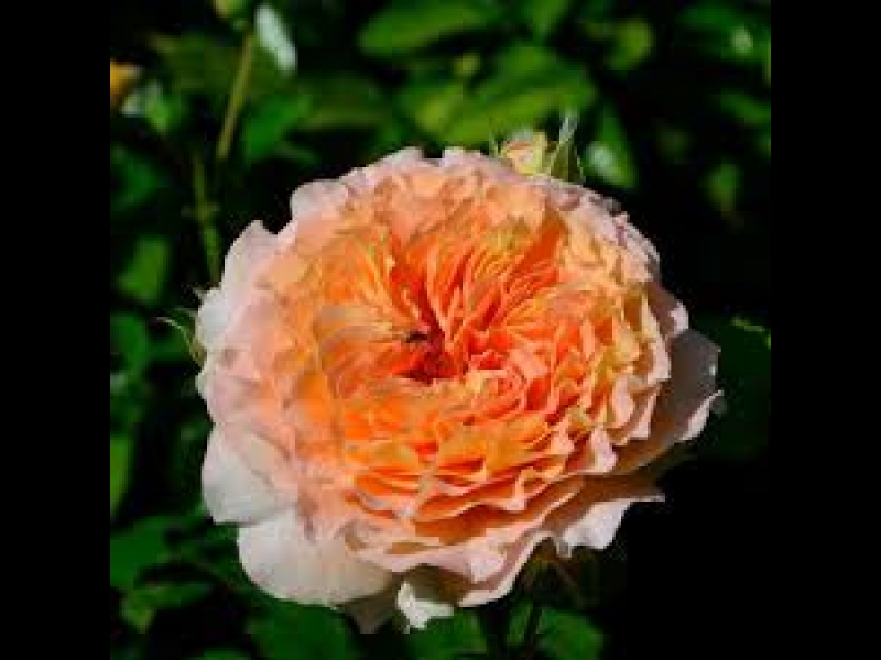 Rozes