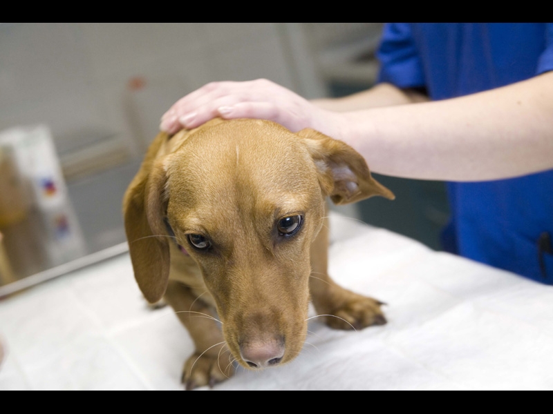 Vakcinācija sunim