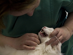 Dzīvnieku zobārstniecība