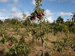 Augļu koki - ābeles