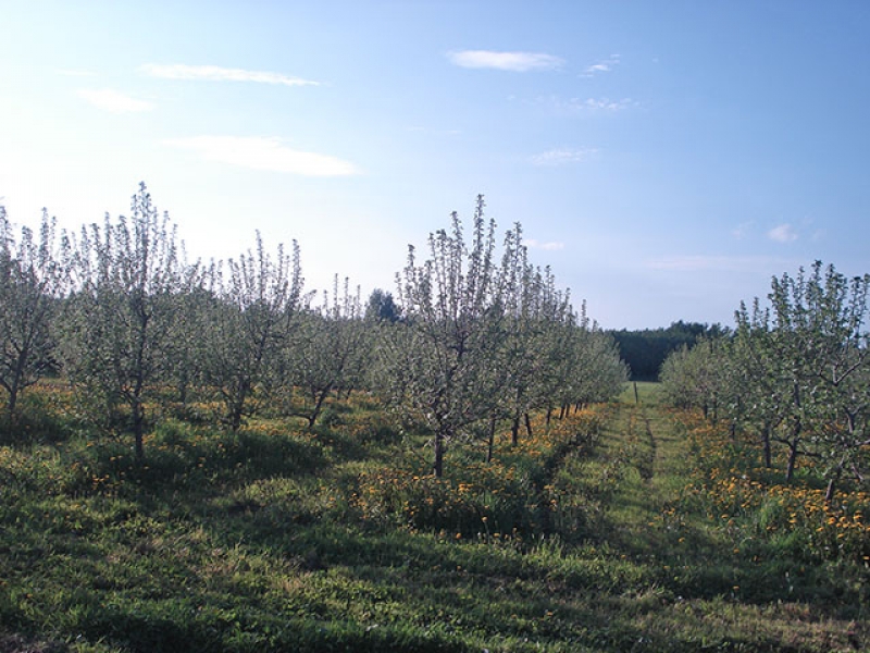 stādu tirdzniecība