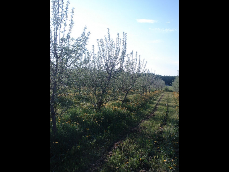 Augļu koki Latgalē