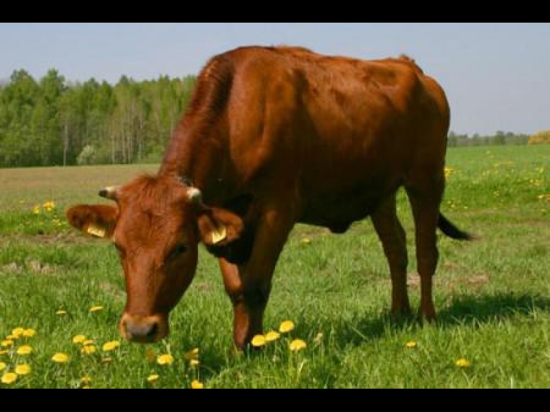 Sarkanbrūnās govis, lopkopība