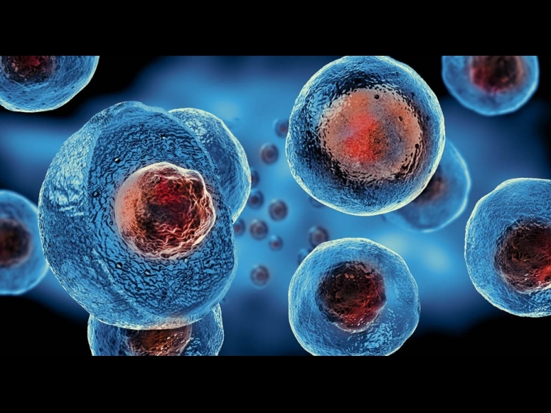 Cilmes šūnas