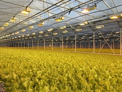 salātu audzēšana