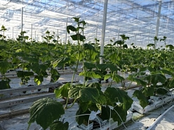 gurķu audzēšana siltumnīcā