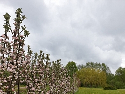 stādu tirdzniecība