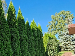 dzīvžoga stādīšana