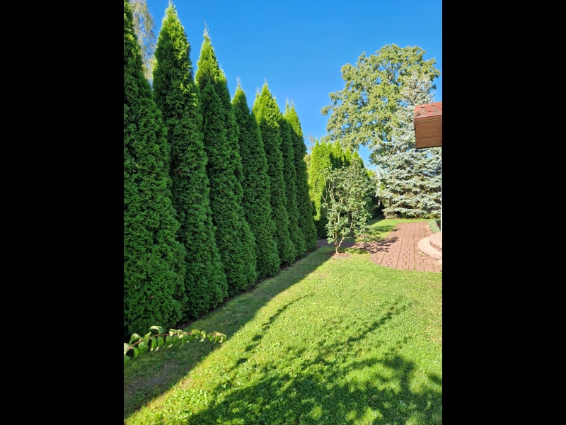 dzīvžoga stādīšana