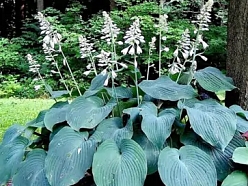 Ziemcietes