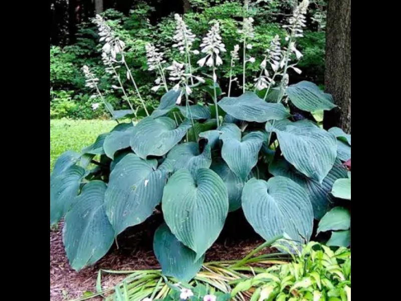 Ziemcietes
