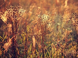 Fotogrāfs