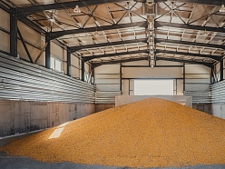 Graudaugu iepirkšana