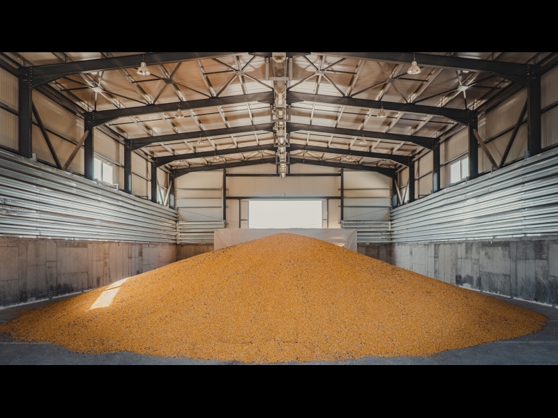 Graudaugu iepirkšana