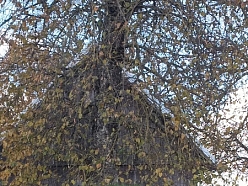 Grūti pieejamu vietu pļaušana