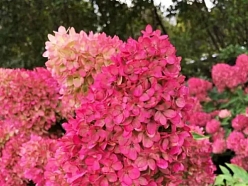 Hortenzijas