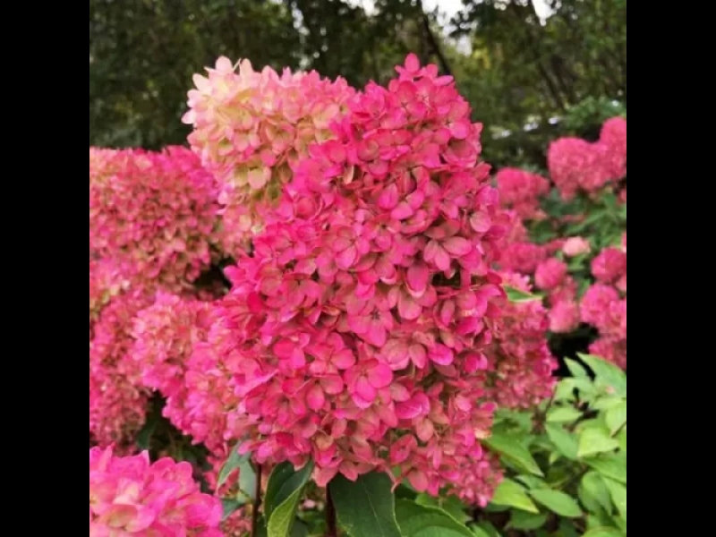 Hortenzijas