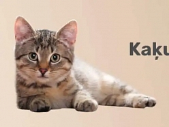 kaķu barība