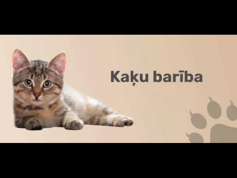 kaķu barība