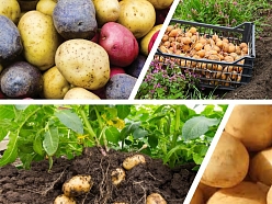 Kartupeļi un kartupeļu stādi