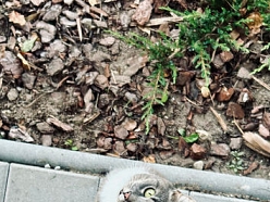 Kārums - M, SIA kafejnīca