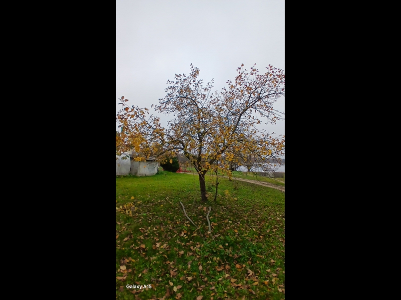 Apzaļumošana