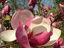Sīpoli magnolia rustica rubra
