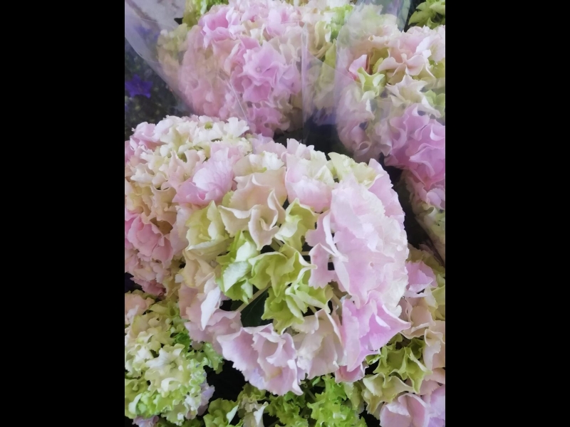 Florists ZELTA ZIEDS