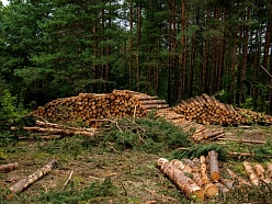 Mežizstrādes pakalpojumi
