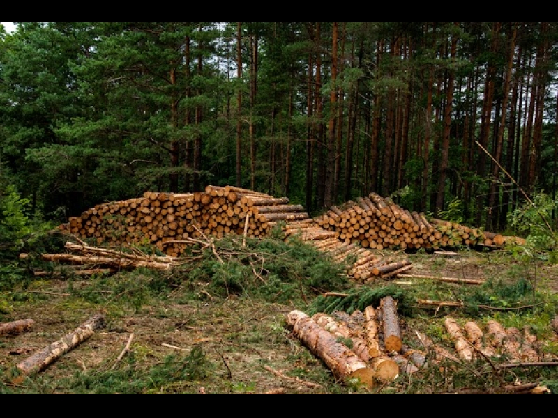 Mežizstrādes pakalpojumi