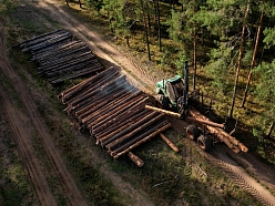 Mežsitrāde