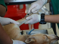 Veterinārārsta pakalpojumi