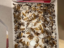 Prusaku iznīcināšana