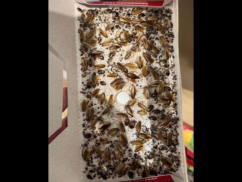 Prusaku iznīcināšana