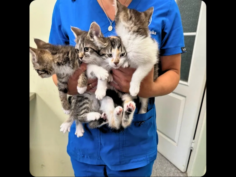 Veterinārārsts tur kaķēnus rokās