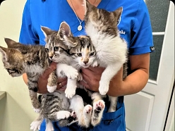 Veterinārārsts tur kaķēnus rokās