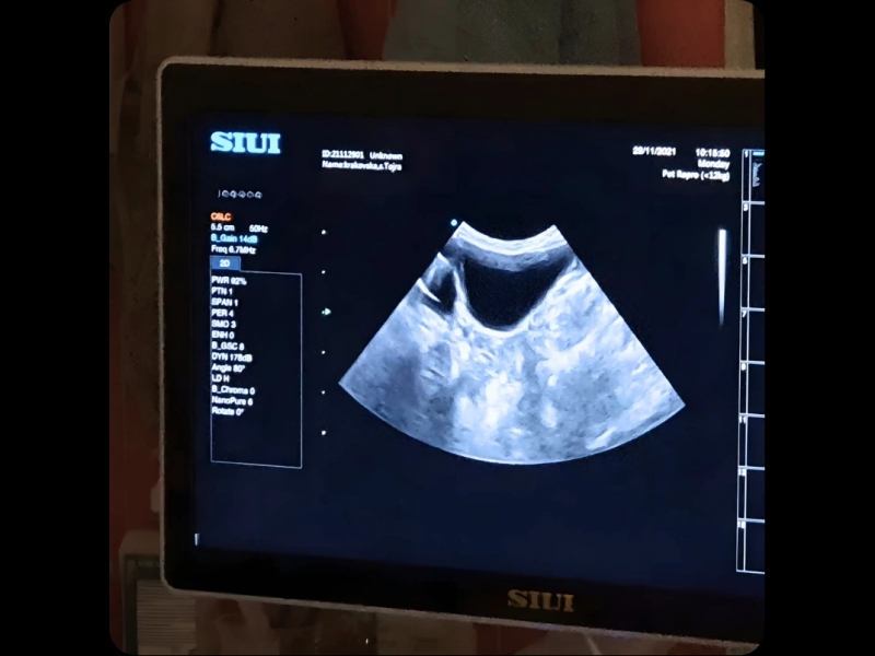 Ultrasonogrāfijas izmeklējums dzīvniekam