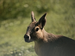 Sigulda Zoo
