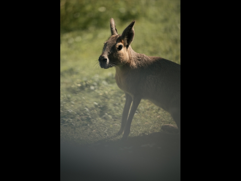 Sigulda Zoo