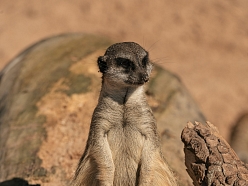 Sigulda Zoo