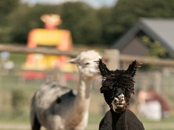 Sigulda Zoo