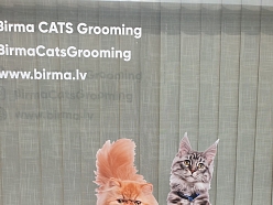 Pirmais kaķu SPA Latvijā