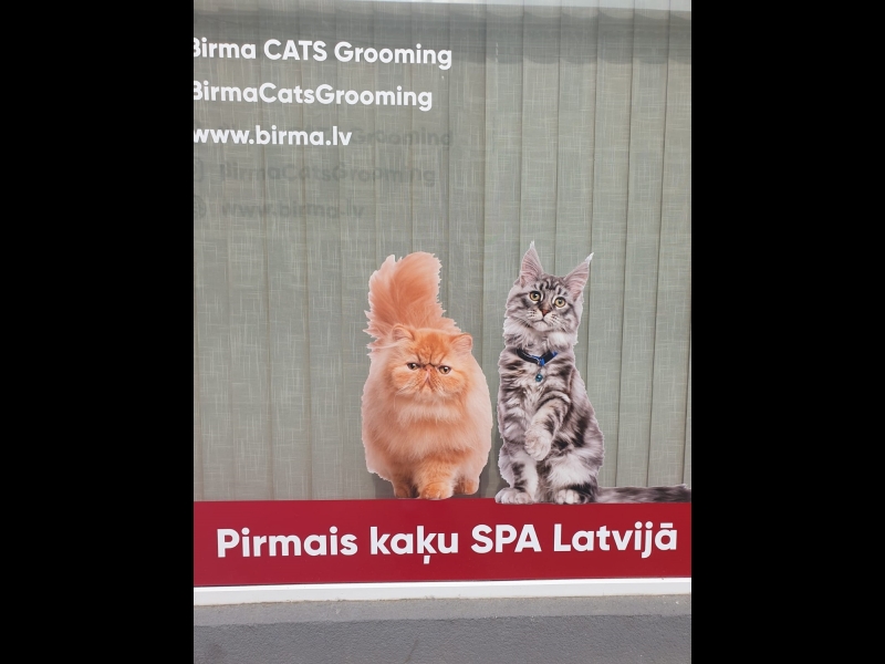Pirmais kaķu SPA Latvijā